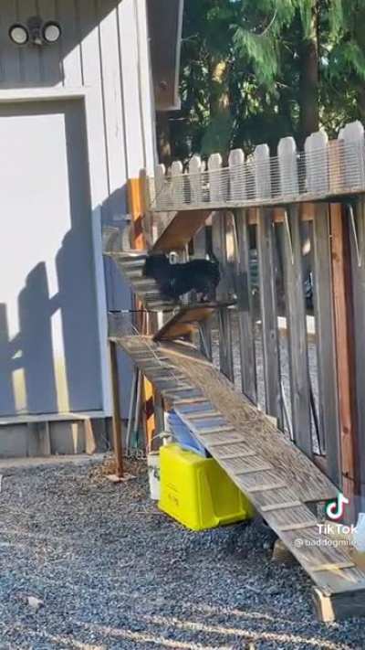 Guard dog dreams