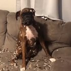 The look of pure guilt
