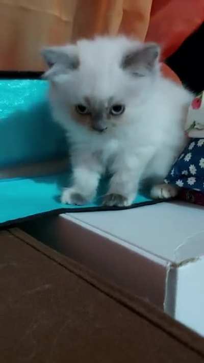 Lovely sweetie face. Kina is now 2 months old!