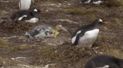 WCGW being a penguin