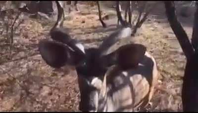 If an Antelope (Kudu) willingly follows you, that's not a good sign..
