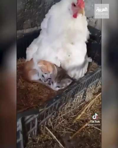A wierd place for kittens to rest