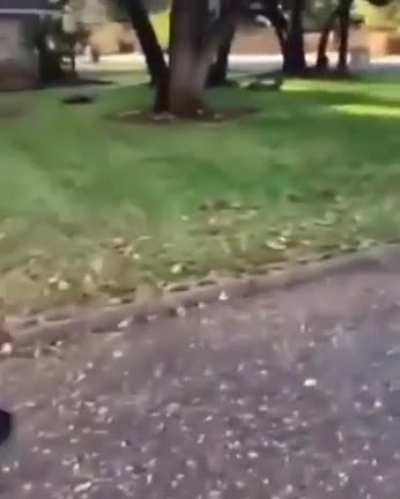 Scooter (sry if repost)