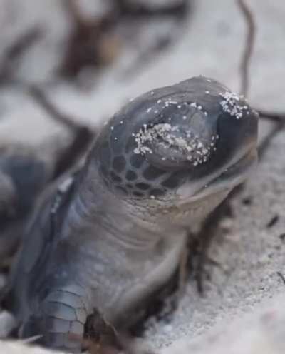 ? This yawning baby turtle!