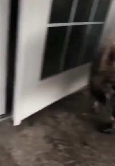 What a naughty puppy!...wait ?