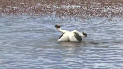 Hooded Grebe Courtship Dance! ???