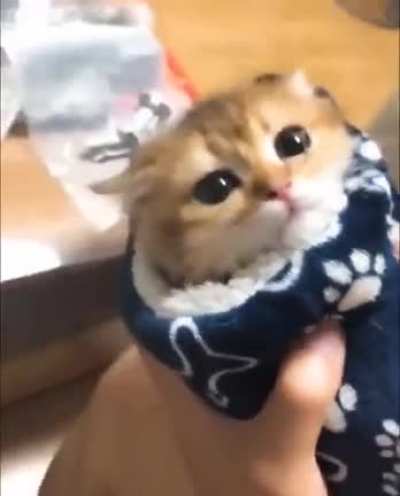 Did someone order a "Purrito"?