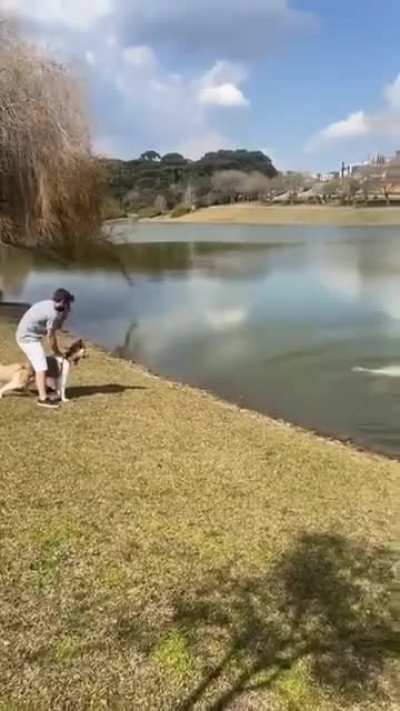 Capybara did a hit and run on a dog