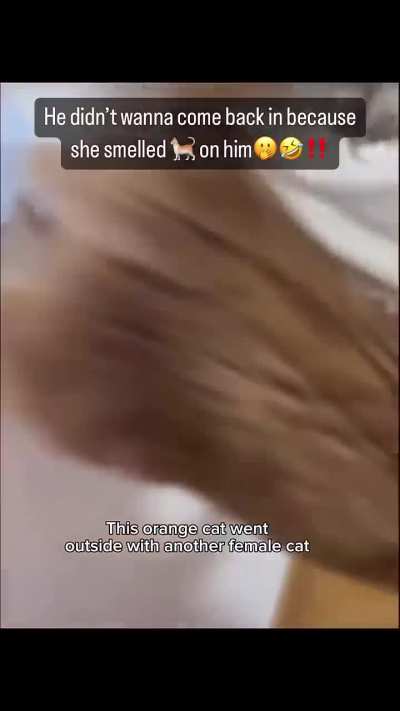 Cat went out with another female cat and this happened when he got back.