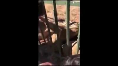 Petting a Lion ?