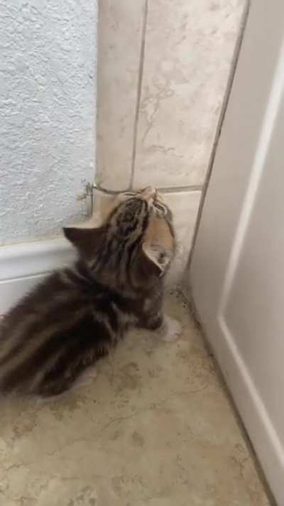 My bottle baby foster at 4 weeks old trying to break back into the bathtub where I feed them individually, minutes after his last meal and being very vocal about it