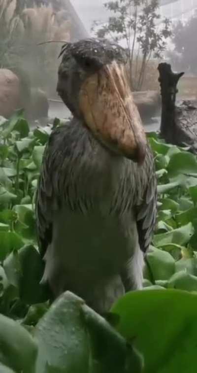 ? A Shoebill Stork eerily staring into the camera in rain.