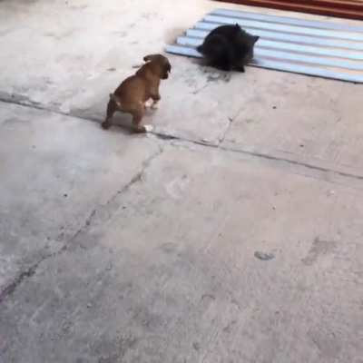 Puppy thinks he’s a bunny.. ?