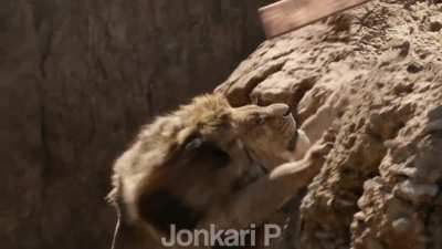 The Lion King