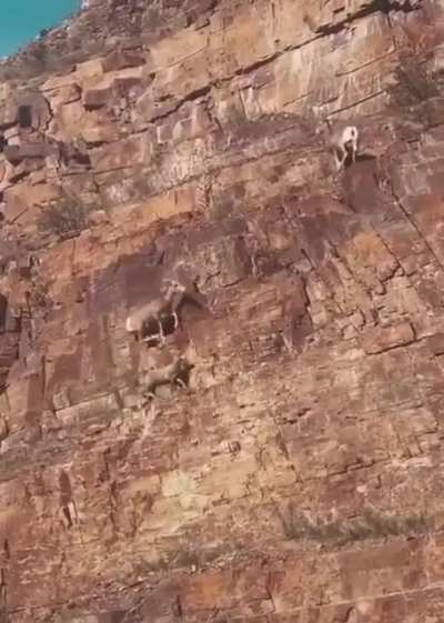 ? Nature's mountain climbers.