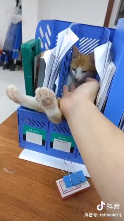 Mr. Toe Beans has entered the chat