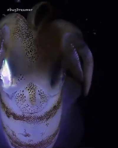 ? creatures of the dark