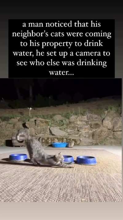 That was One Big Kitty