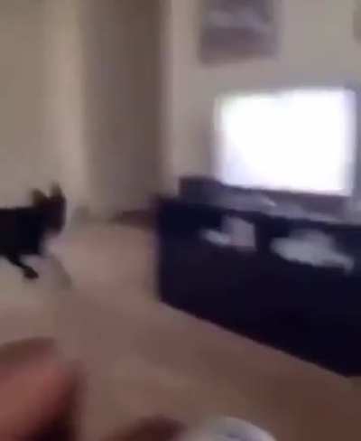 Where are you hooman? Oh there you are!