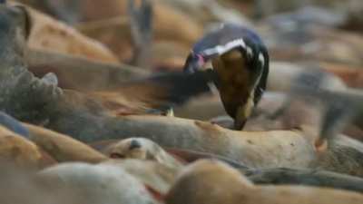 ? These penguins take a precarious route to clean themselves in the ocean