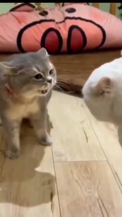 Having a friendly catversation.