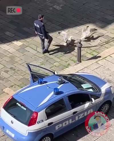 Segulls fighting until the law gets involved.