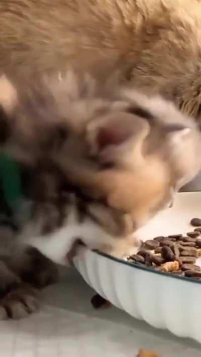 Kitty will figure it out eventually