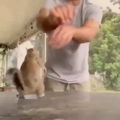 Trained Squirrel