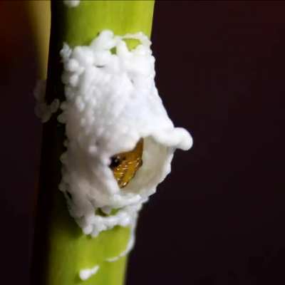 ? This caterpillar 3D-printing itself a nest ?