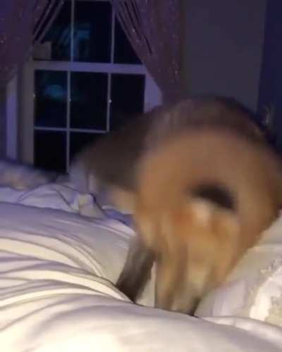 Jumping fox !
