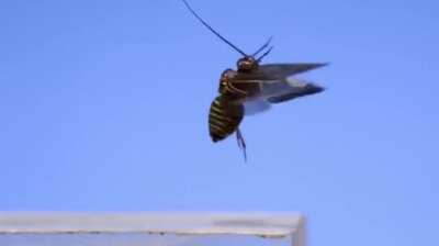 ? Insects taking flight