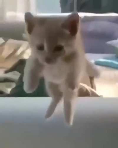 Doink