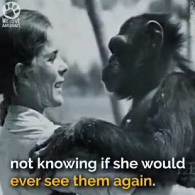 Reunion made 18 years after, the chimpanzees with their rescuer mother [4:40]