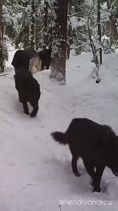 ? Wolf pack caught on trailcam in the forests of BC, Canada