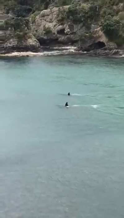 Orcas just passing by two kids swimming