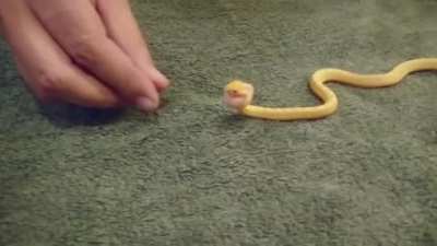 ? Tiny snake swallows whole egg