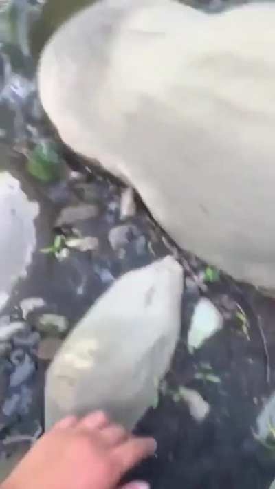 A duck swims fast after being released