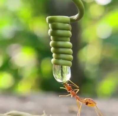 ? Ant drinking from a water droplet