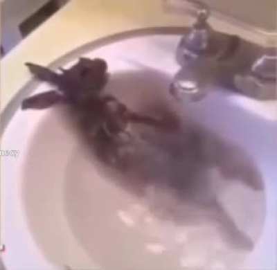 Just a normal rabbit taking a bath