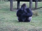 Gorilla uses sign language to tell people that he is not allowed to be fed by visitors