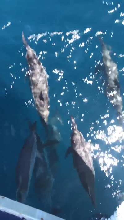 ? A small selection of the species that can be found on the Ningaloo Reef in Western Australia!