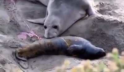 ? The result of a mother seal who gave birth when she saw that her baby, which she thought was dead, is alive