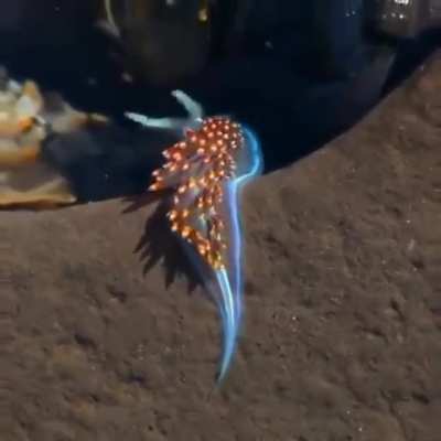 ? This beautiful, colorful Sea Slug looks like it's on fire.