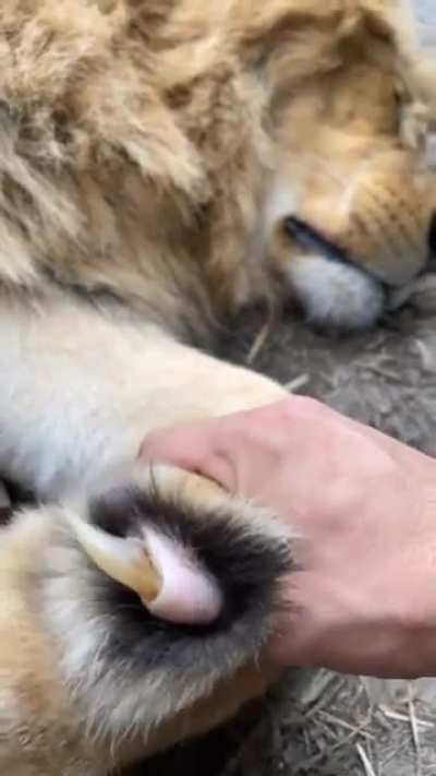 ? Lion Nail/Claw