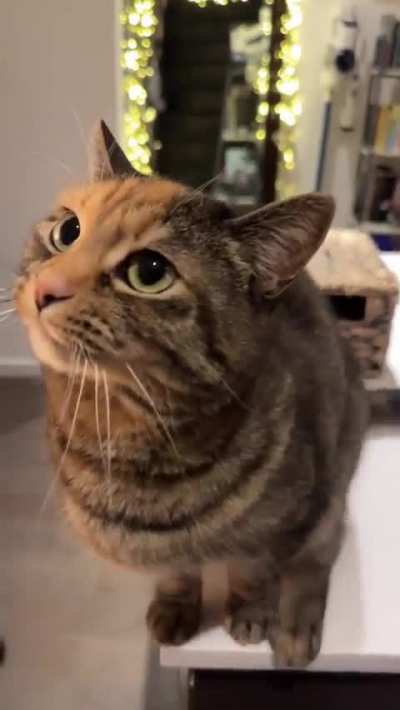 This cat looks like a cartoon character ?
