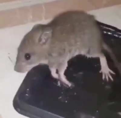 RAT!!!!