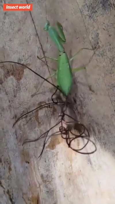 ? Chordodes formosanus is a horsehair worm that has the praying mantis as its definitive host. They can grow up to 90 cm long and can be extremely dangerous for their host