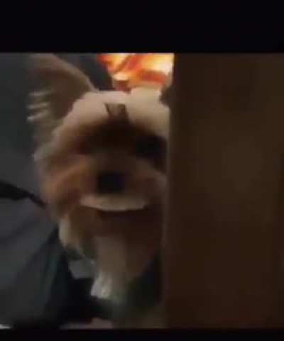 Dog with human teeths.