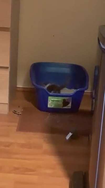 lil catbunny ?