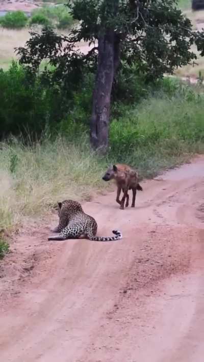 ? Hyena giving a leopard a wide berth